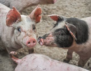 Середньоринкова ціна на свинину живою вагою зросла до 43 грн/кг
