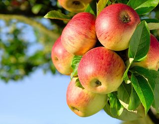 У Криму зібрали близько 94 тис. тонн яблук