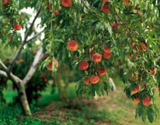 Сливова й східна плодожерки залюбки шкодять персику