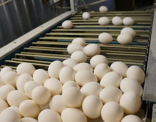 Українське м’ясо птиці та яйця експортуватимуться до Сінгапуру