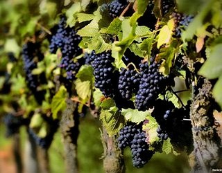 Надмірне забезпечення вологою пригнічує виноградну лозу