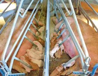 Данські свинарі інформують потенційних покупців про стан здоров’я тварин