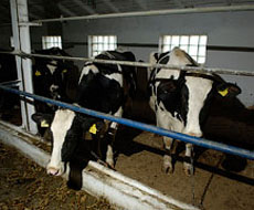 На Рівненщині відкрили нову сімейну молочну ферму