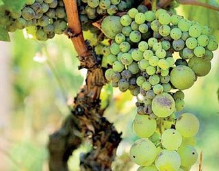 Дефіцит бору на винограднику коригують борвмісними добривами