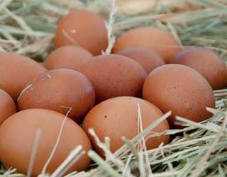 Як запобігти появі зім’ятого яйця у несучок