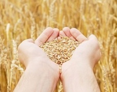 Луганський «КАУТ» зібрав 6,4 тис. тонн зерна