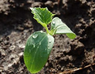 Поруч з огірками не варто вирощувати гарбузові