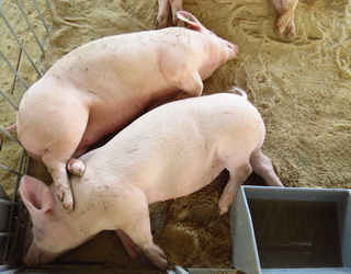 На відгодівлі свиней перевагу віддають вологим кормам