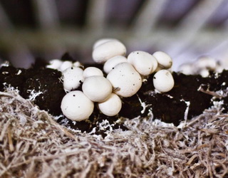Експерт назвав умову, за якої маленька грибна ферма може бути прибутковою