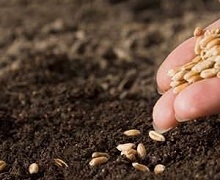 Норма сівби твердої озимої пшениці становить 5 млн насінин на 1 га