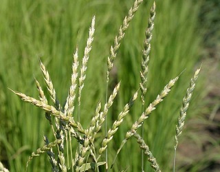 Спельта може краще за пшениці використовувати поживні речовини з ґрунту