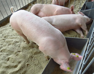 Годівля свиней досхочу знижує м’ясні якості туш