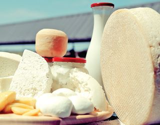 Закарпатська ферма хоче освоїти виробництво витриманих сирів із буйволиного молока