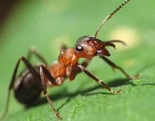 Манна крупа допомагає боротись з мурахами в теплиці