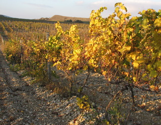Стрімкість схилу впливає на розміщення кореневої системи винограду