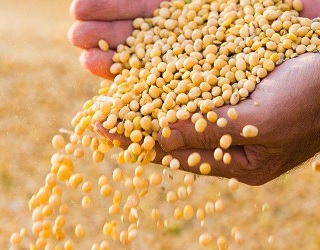 Баришівська зернова компанія з одного гектара збирає 32-33 ц сої