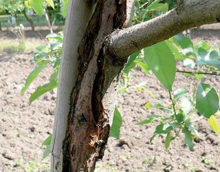 У суворі зими кора плодових дерев страждає від сонячних і сонячно-морозних опіків