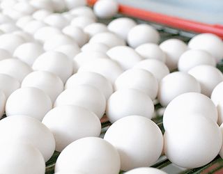 «Овостар Юніон» побудує в Латвії підприємство з виробництва яєць