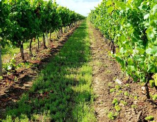 Забур’яненість виноградників знижує їхню врожайність