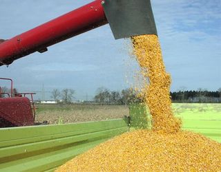 Гібриди кукурудзи і соняшнику «Євраліс» досягли високих показників врожайності