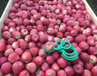 Українським експортерам яблука варто орієнтуватися на плоди середнього й дрібного калібру