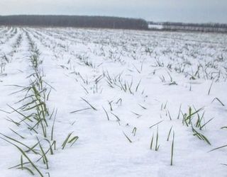 Посіви озимої пшениці на Харківщині – переважно в доброму стані