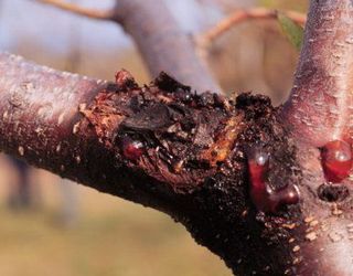 Цитоспороз призводить до відмирання кори на плодових деревах