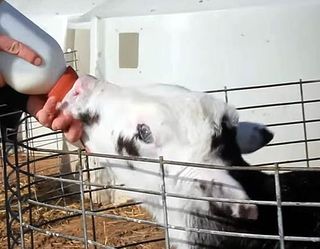 Найкращий спосіб годування телят у молочний період – з відра з соскою