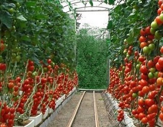 Ґрунт теплиць під томати має містити 20-30% органічної речовини