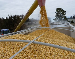 У 2018 році Україна експортувала зерна на рекордні $7,2 млрд