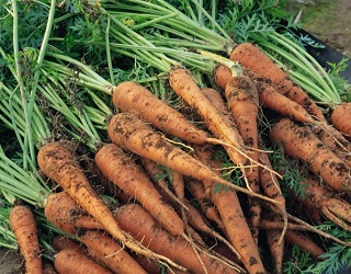 Ризоктоніоз зазвичай помічають після завершення вегетації моркви