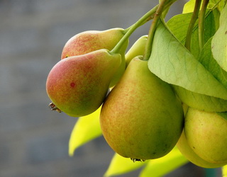 Сад яблуні доцільно збагатити насадженнями інших фруктових дерев