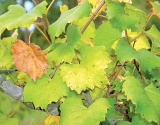 Виноград особливо потребує азоту під час росту пагонів