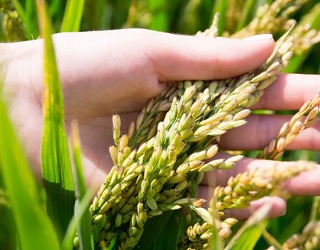 Через брак азоту можна втратити 40-50% урожаю рису