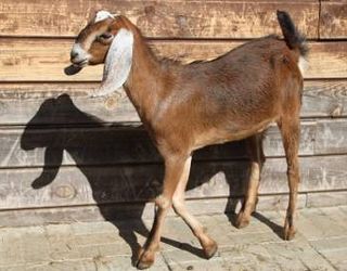 Нубійська порода: козою навіть не пахне