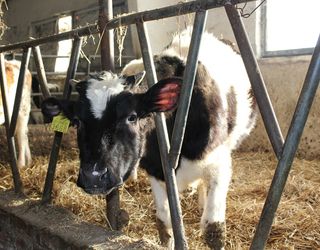 Збалансованість раціону корів – найважливіша для отримання високих показників молока