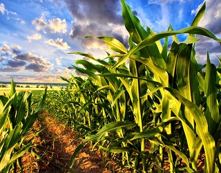 Попередник кукурудзи суттєво впливає на її врожайність