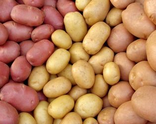 Кращою посадковою фракцією картоплі є бульби 25-50 г