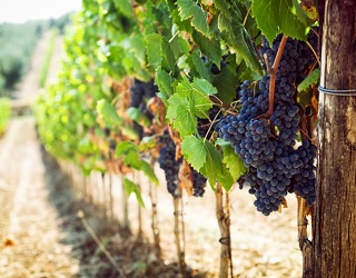 Урожайність винограду залежить від обсягів живлення