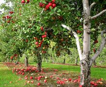 Молі-мінери можуть з’явитися в яблуневих садах у сезоні-2019