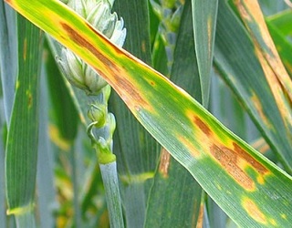 Септоріоз листка озимої пшениці інтенсивніше розвивається на зріджених посівах