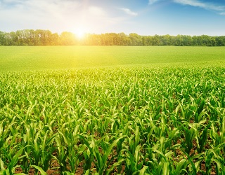 За сівби після соняшнику врожайність кукурудзи падає на 10-20%