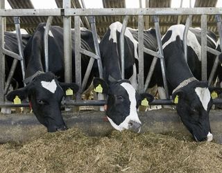 Зменшення споживання корму коровами є найпершою ознакою дефіциту калію