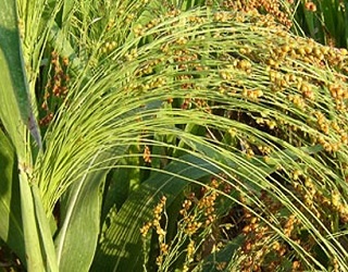 Норма висіву впливає на врожай зеленої маси цукрового сорго