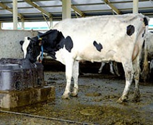 Як молочній фермі отримати додатковий прибуток із гною