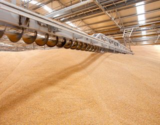 Охолодження дозволяє зменшити втрати зерна під час зберігання