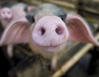 Вартість живця свиней опустилась нижче 40 грн/кг