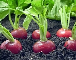 Фосфорні добрива під час вирощування органічних овочів слід вносити на кислих підзолистих ґрунтах