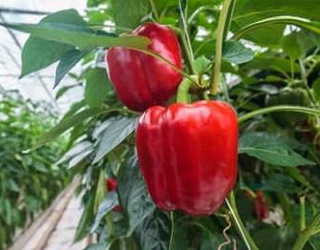 Господарство на Київщині планує вирощувати органічний солодкий перець