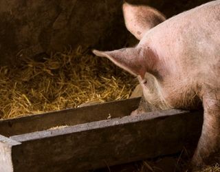 Нова балансувальна добавка підвищує середньодобовий приріст свиней до 635 г